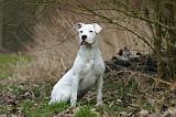 DOGUE ARGENTIN 534